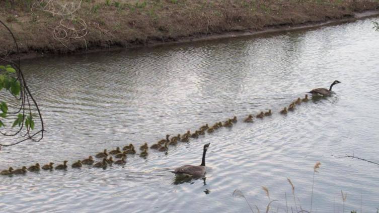 【加拿大一只鹅妈妈照顾47只鹅宝宝 浩浩荡荡队伍超壮观】据镜报报道,加拿大萨斯喀彻温河畔一